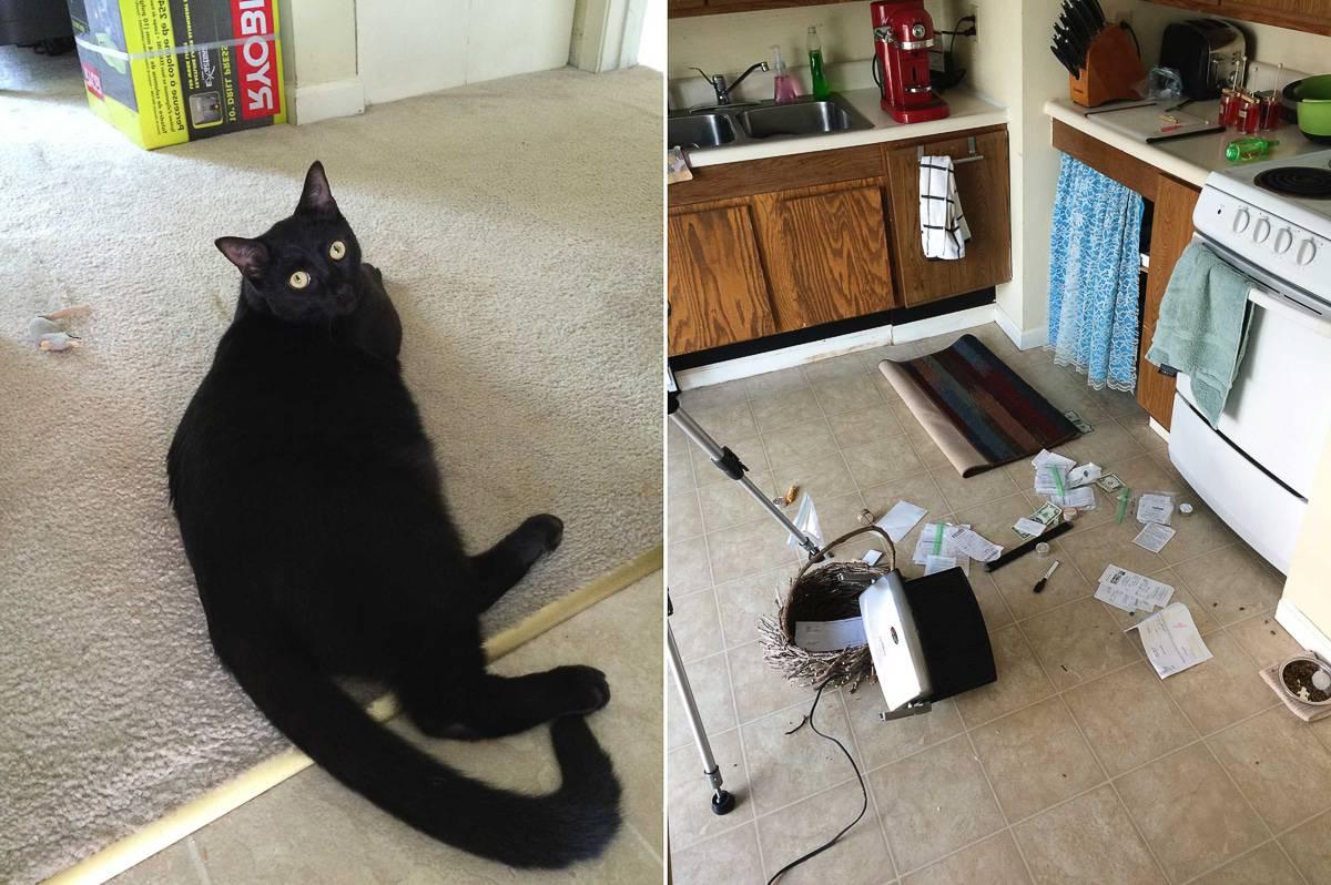 Dietro le quinte della cucina - Il primo anno Agosto 2016 - Salsa il gatto combina guai