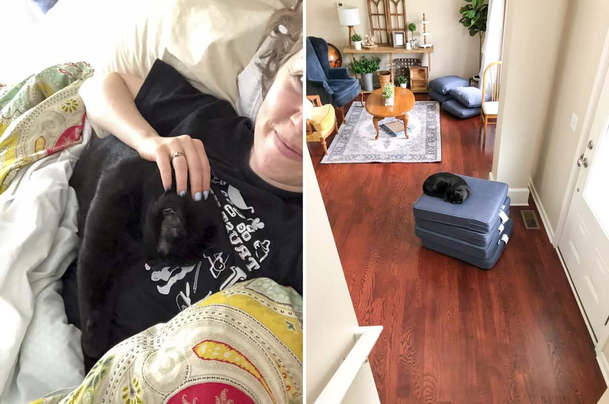 Cuscini da patio con un cane che riposa e un cane in primo piano mentre si fa le coccole