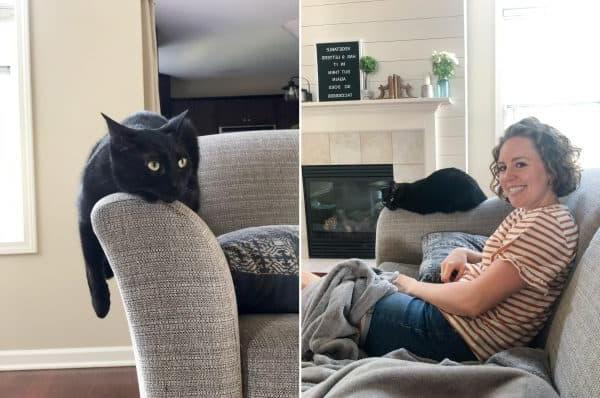 Il gatto Salsa è comodamente accoccolato sul bracciolo di un divano, un comportamento insolito che denota un attaccamento crescente al suo umano.