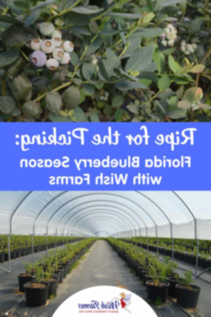 Ώριμα για συγκομιδή: Η εποχή των μπλε μούρων στη Φλόριντα με την Wish Farms