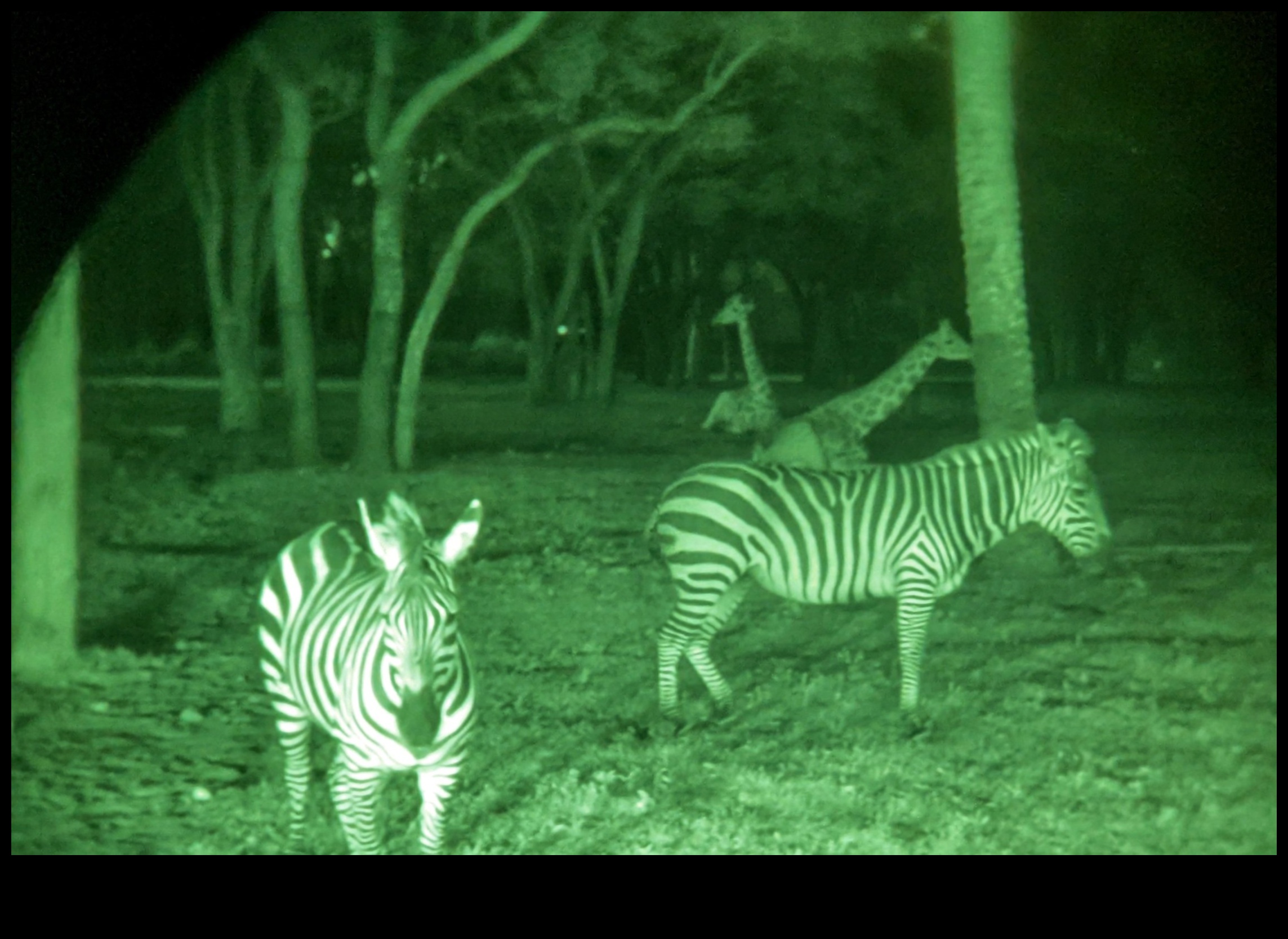 Starlit Safari: An Expedition into the Wilderness of Astounding Stars