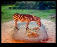 Starlit Safari An Expedition into the Wilderness of Astounding Stars