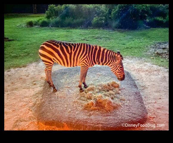 Starlit Safari An Expedition into the Wilderness of Astounding Stars