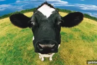 Milk Protein Allergy vs. Lactose Intolerance: Understanding Casein-Free Milk Options