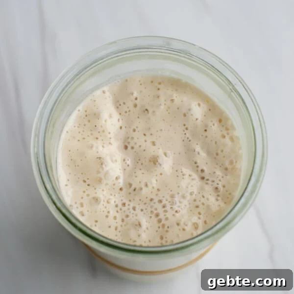 Sourdough Schedule for Beginners: Fit Baking into Your Daily Routine 11 Ripe, active sourdough starter in a jar on a countertop.