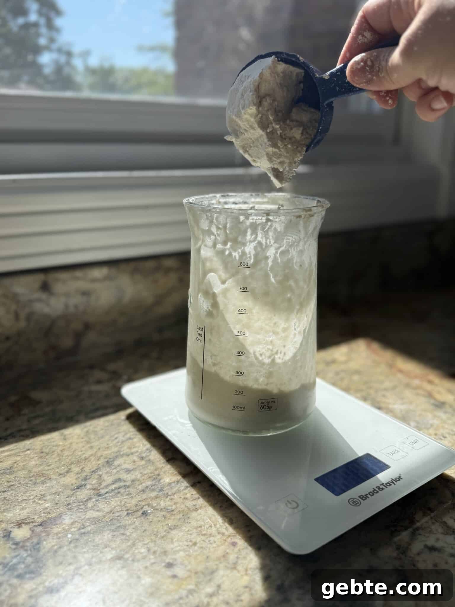 Sourdough Schedule for Beginners: Fit Baking into Your Daily Routine 7 Sourdough starter being fed on a kitchen scale.