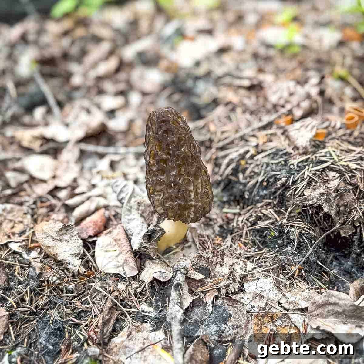 A whole morel mushroom in the soil of the forest where we foraged.
