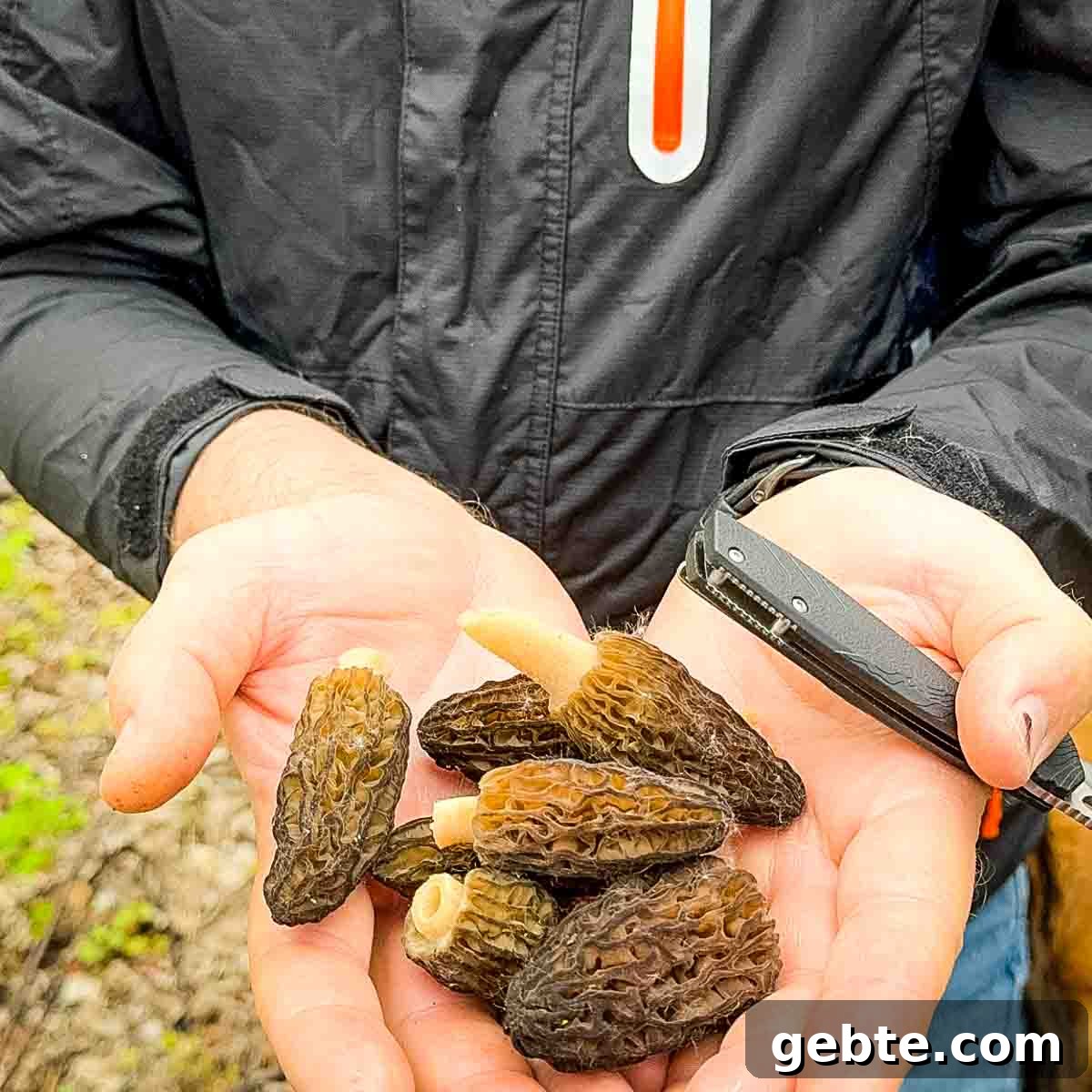 Jeri's husband Bill holding a handful of just picked morel mushrooms.