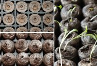 How to Sow Vegetable and Flower Seeds for a Thriving Garden
