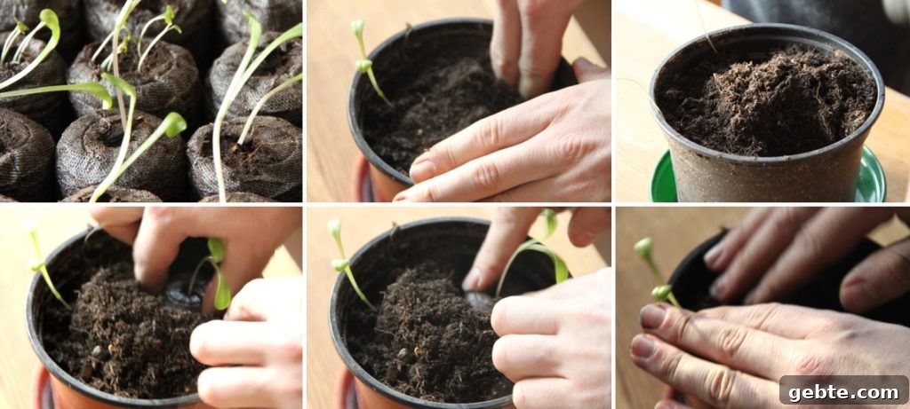 How to Sow Vegetable and Flower Seeds for a Thriving Garden 4 seedlings 2