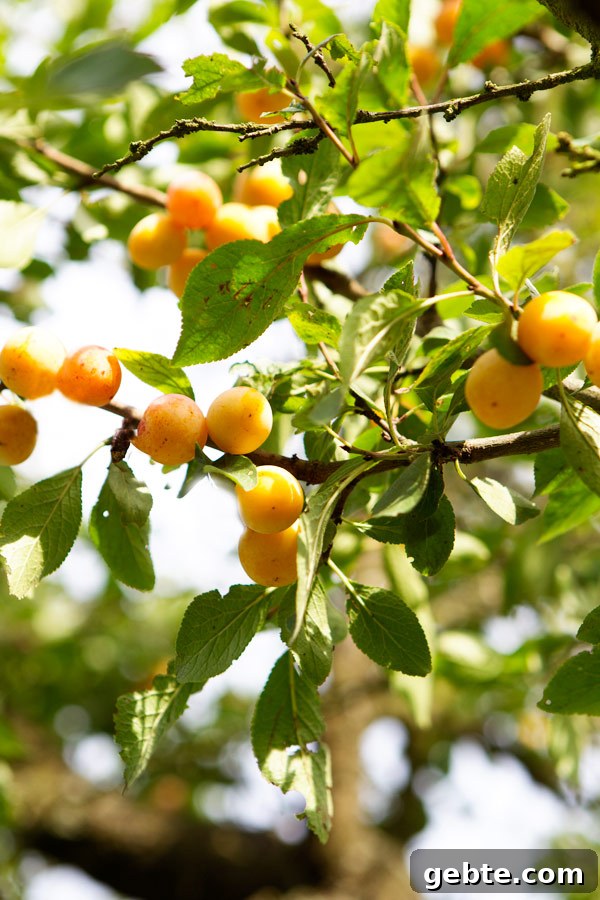 mirabelle tree lorraine france fruit